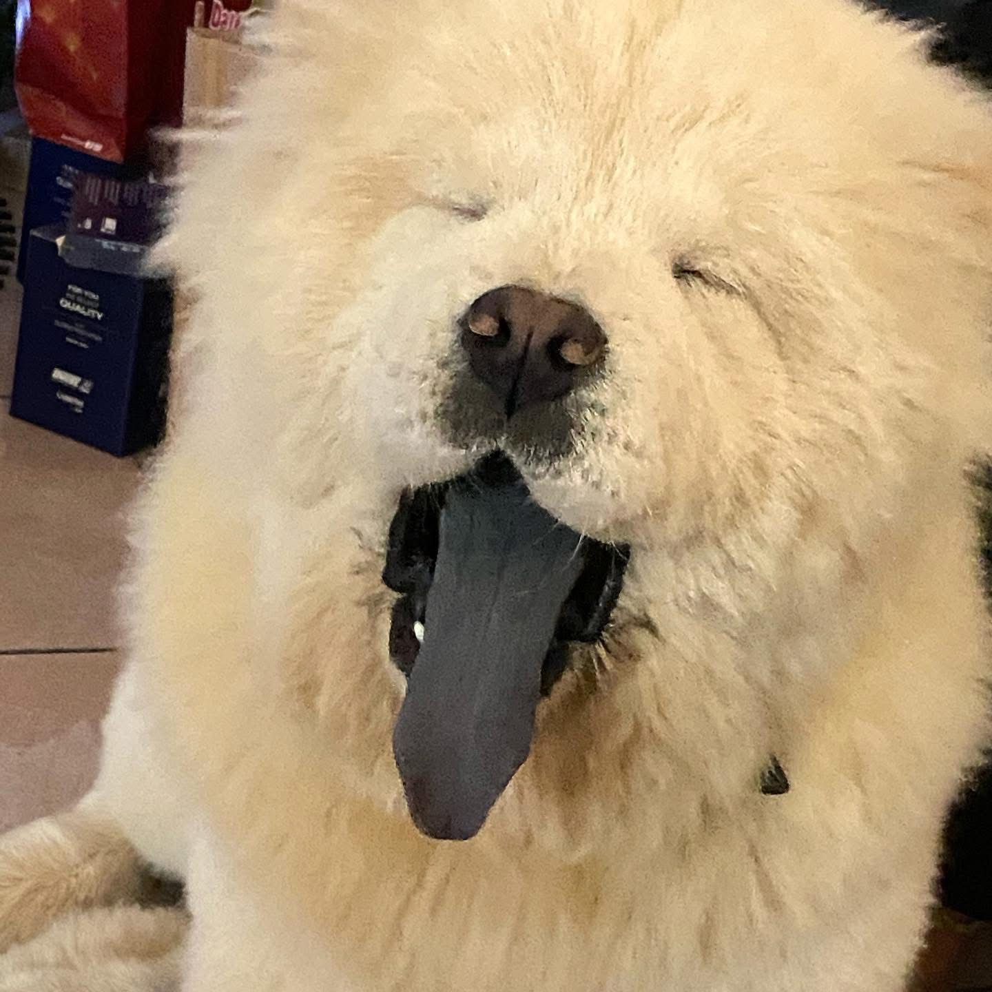 Smarrito cane Chow Chow a Contrada Tre Fontane: l’appello della proprietaria