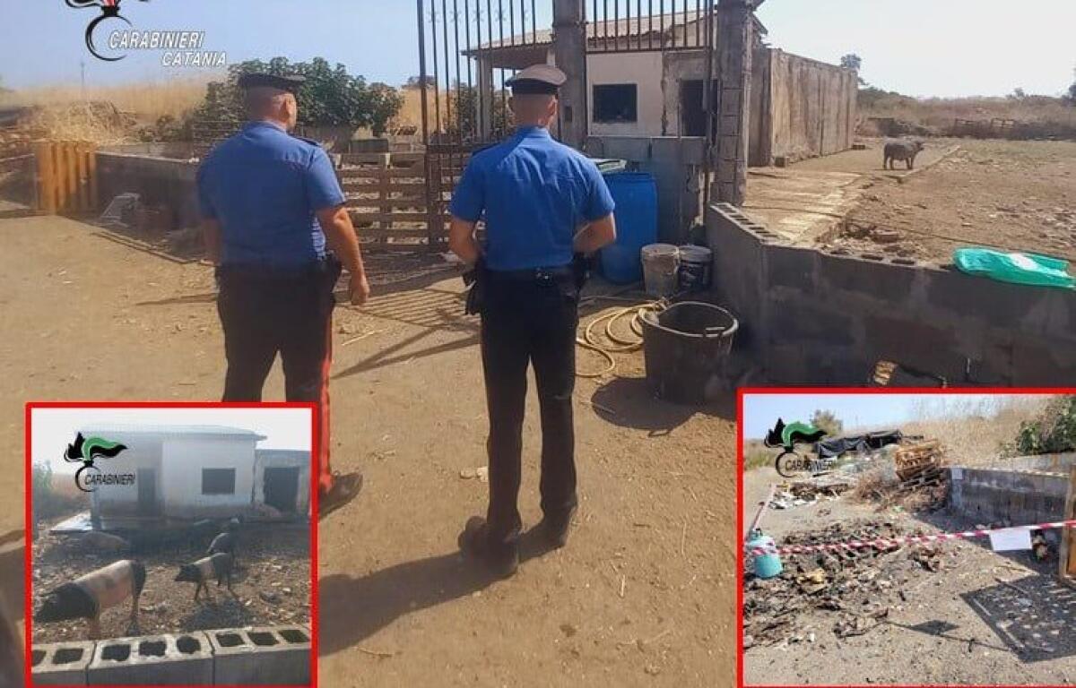 Catania, sequestrato allevamento abusivo e discarica di rifiuti nell’Oasi del Simeto: denunciato 52enne - 