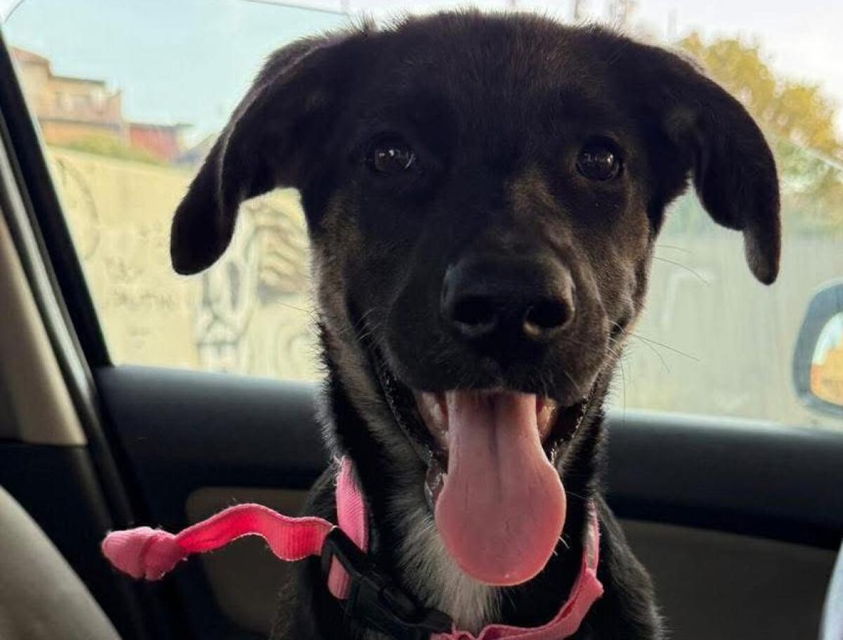 SOS Animali – Paternò, si cerca la piccola Schettino: cucciola di 4 mesi scomparsa - 