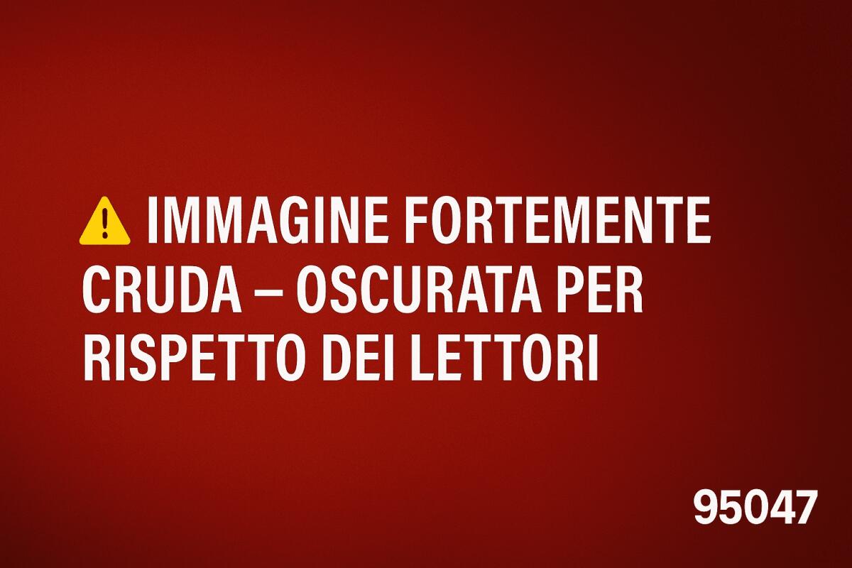 Gatto investito nella notte a Paternò: la denuncia di una residente “Correva a tutta velocità e ha puntato il gatto” - 