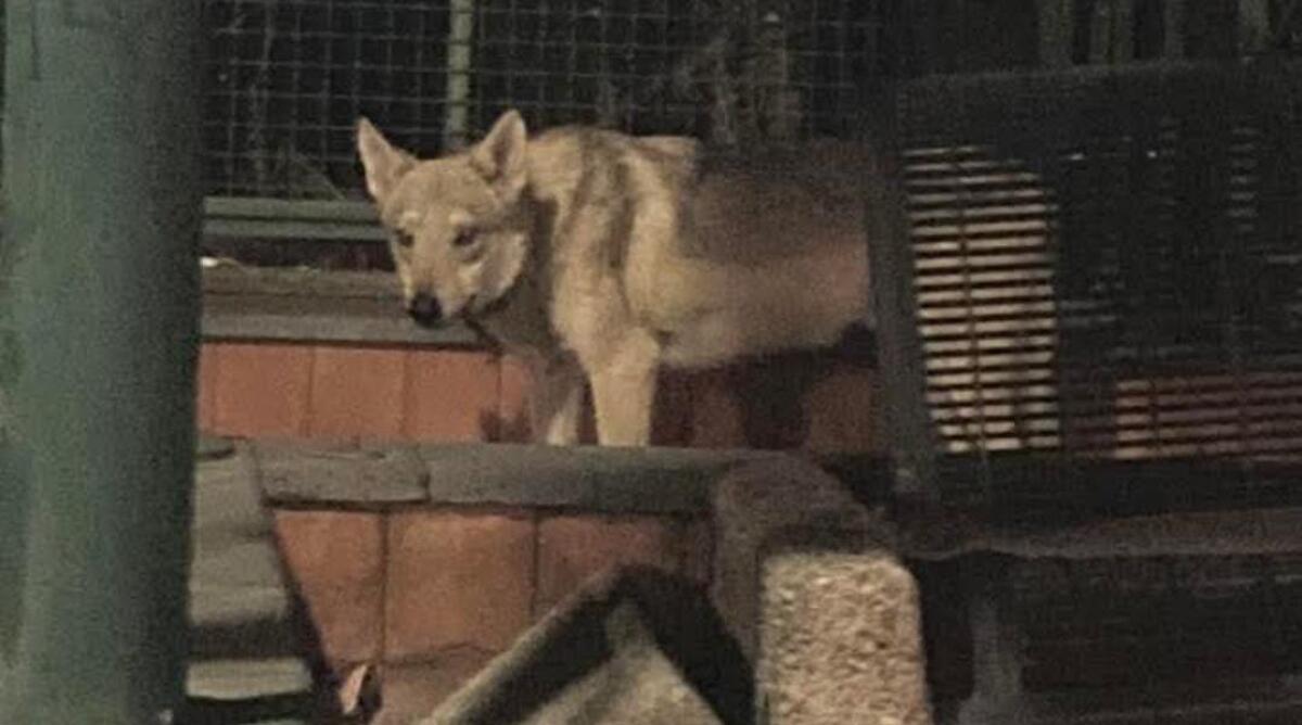 Paternò, avvistato cane lupo cecoslovacco in zona Cappuccini: appello per ritrovare il proprietario - 