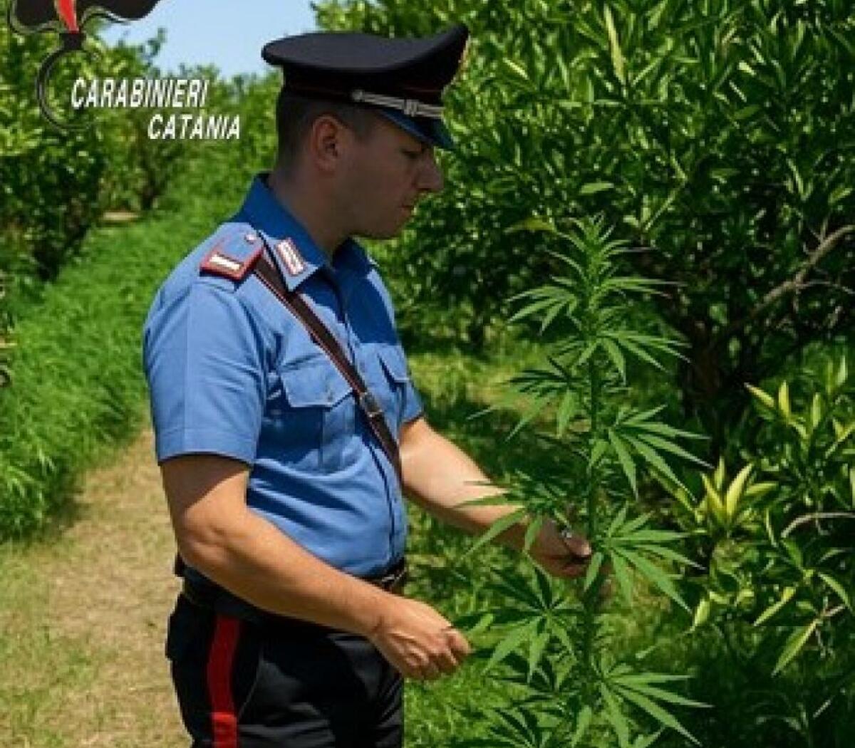 Ramacca. scoperta piantagione di marijuana nascosta tra gli agrumi, arrestato 33enne - 
