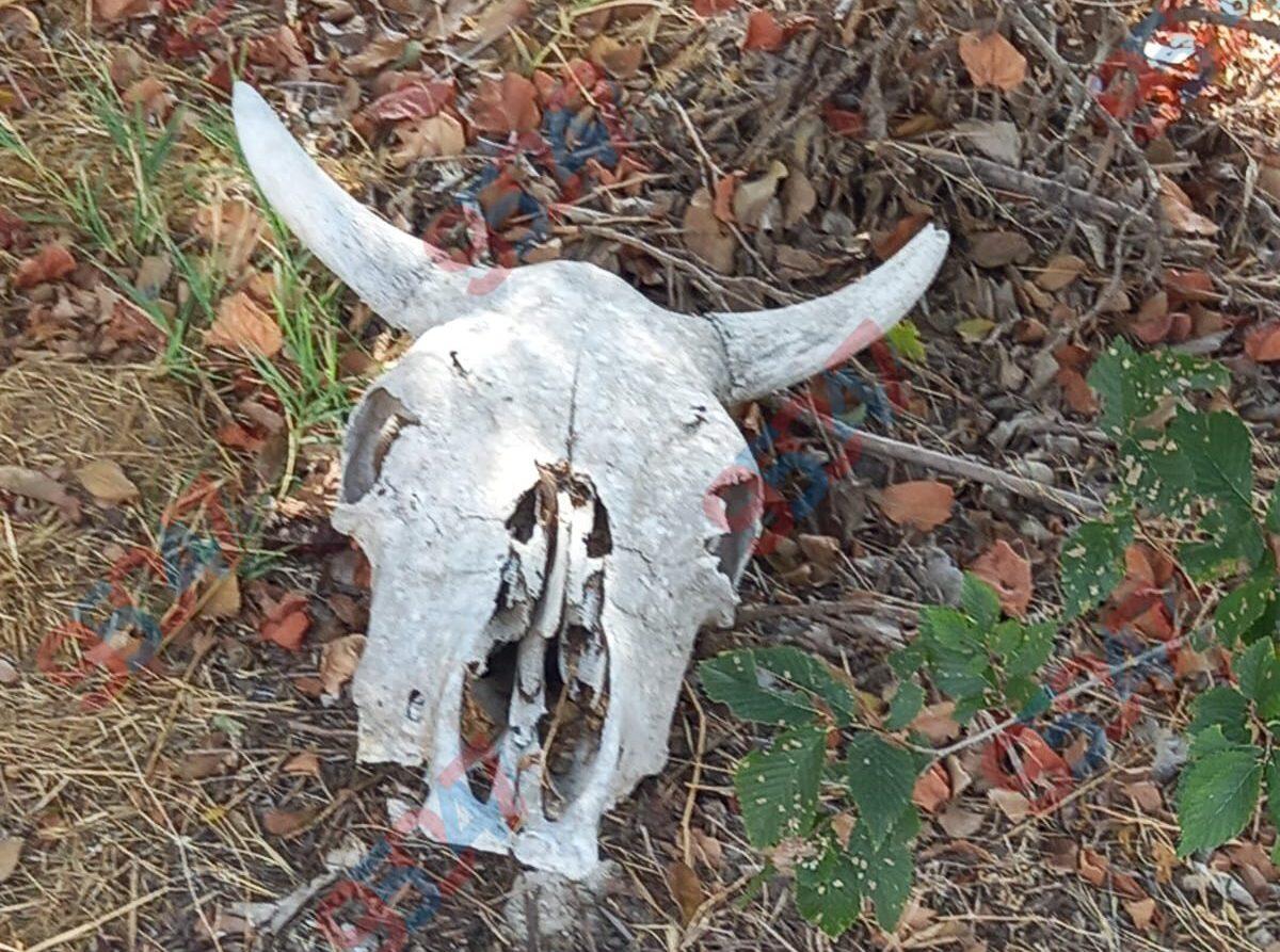 Paternò, ritrovato cranio di bovino in collina: segnalazione dei cittadini - 