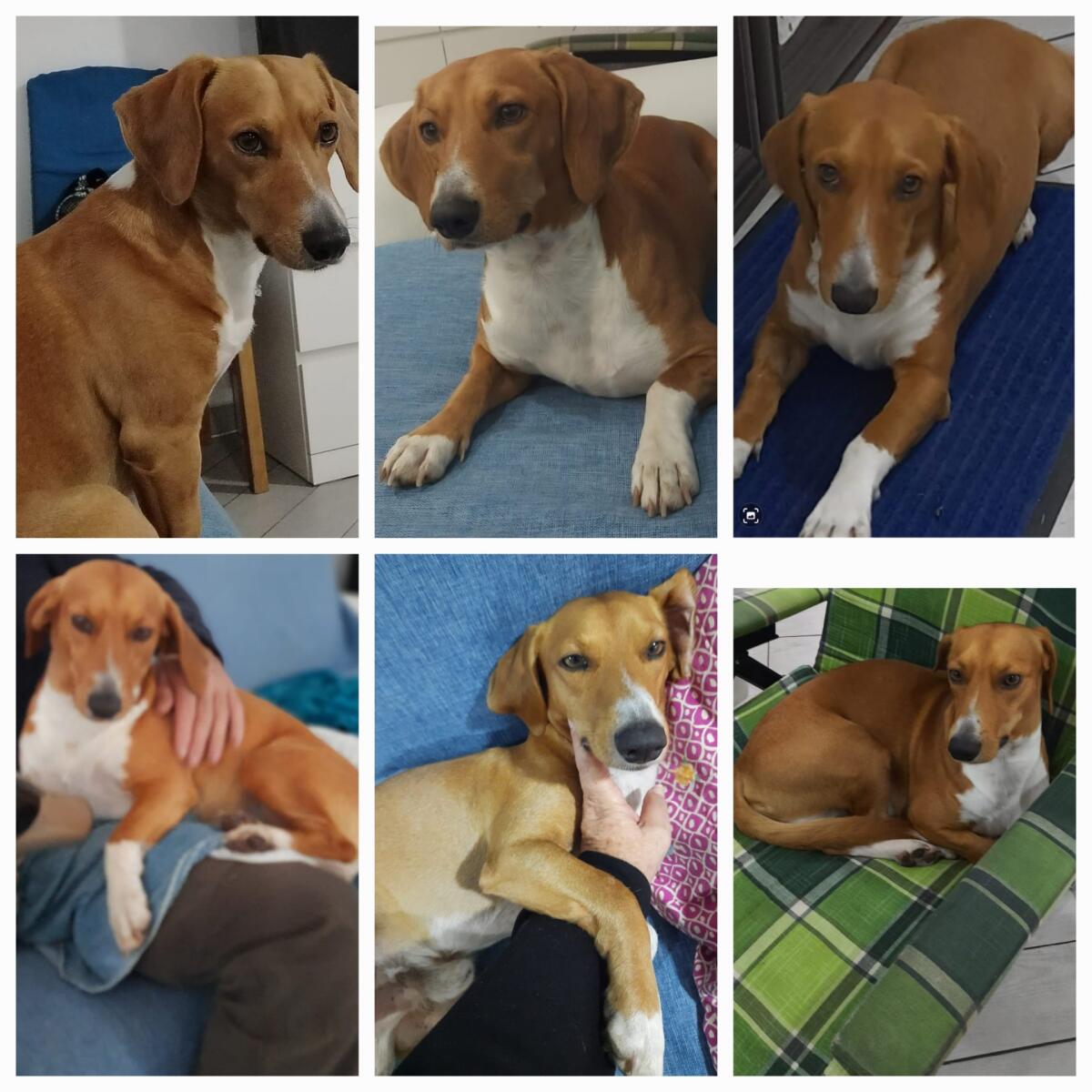 SOS Animali – Cane smarrito in zona Raisa, tra Paternò e Biancavilla - 