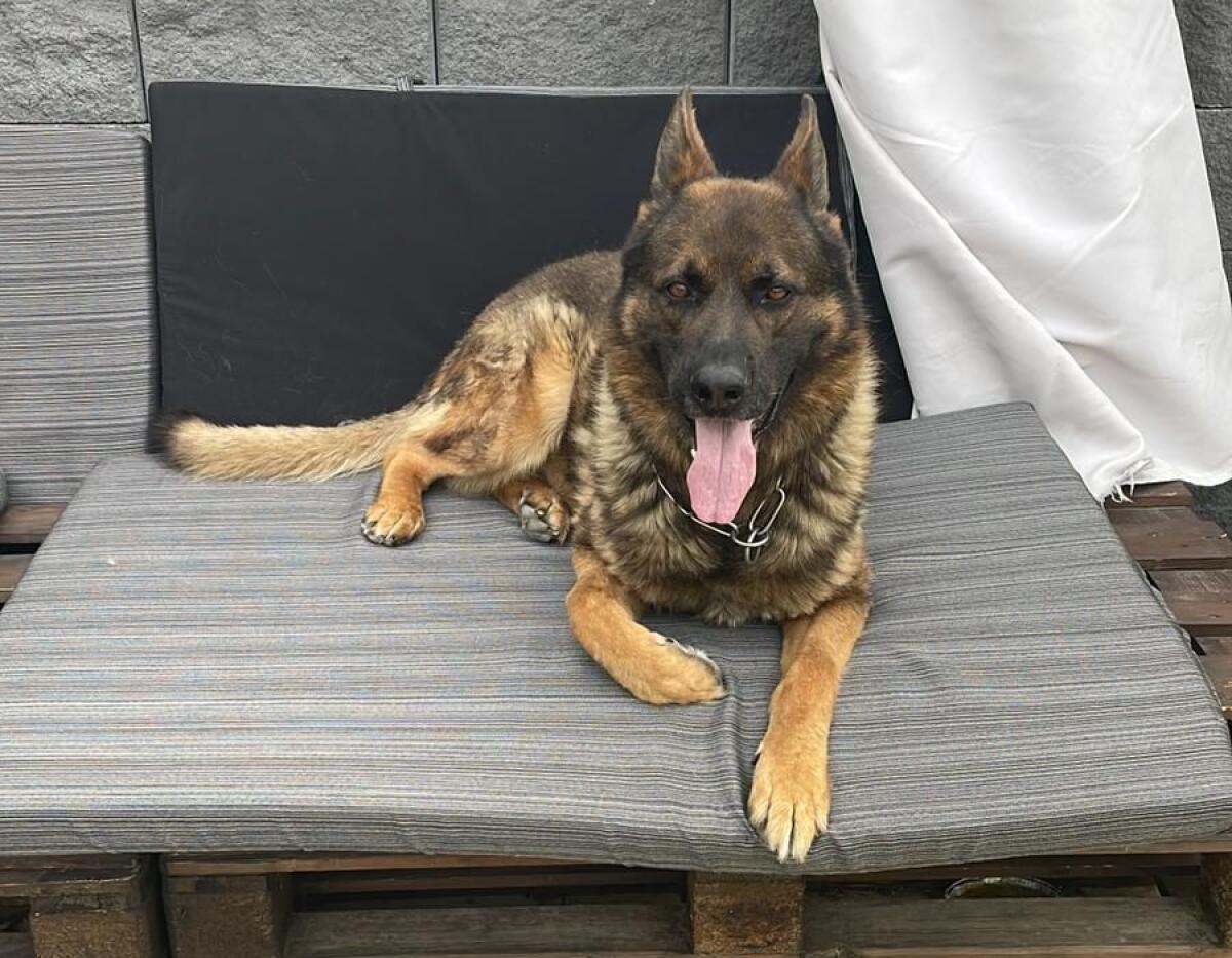 Paternò – Smarrito pastore tedesco in contrada Scalilli: si chiama Thor - 