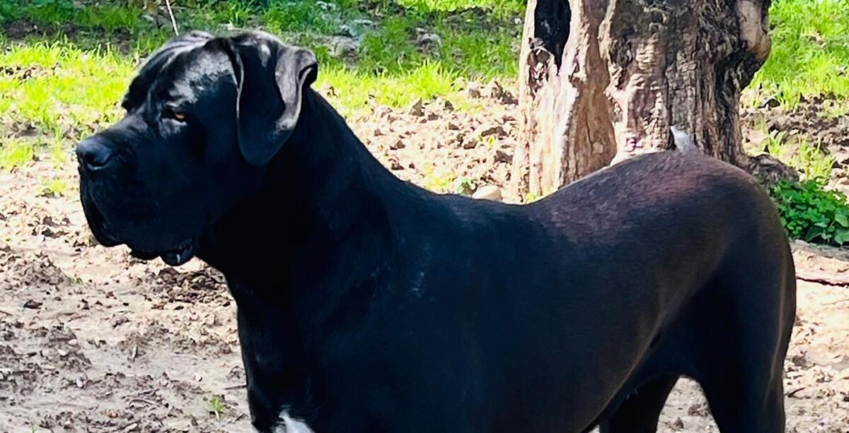 Scomparsa a Paternò una cane Corso di un anno: si cerca nella zona di via Sardegna - 