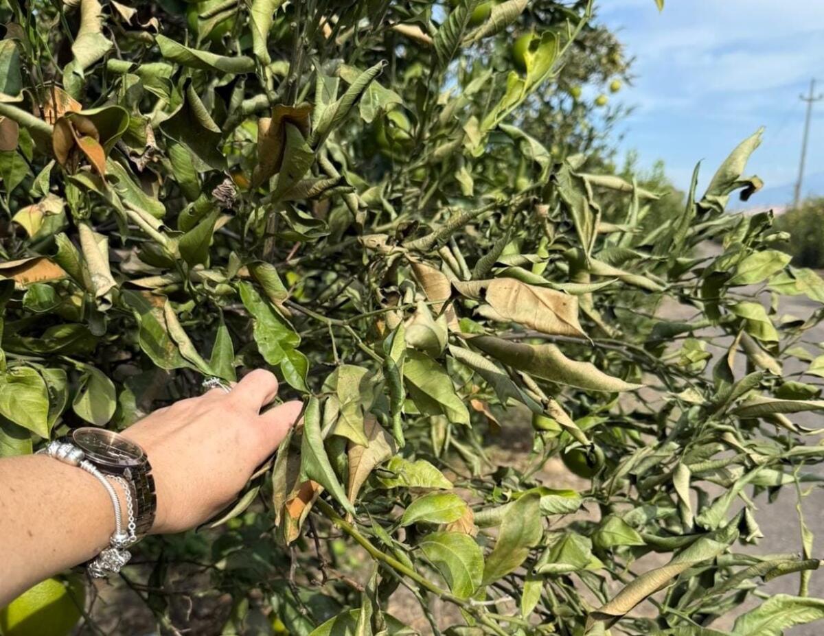 Piana di Catania, sette giorni di vento forte: danni ingenti alle colture agrumicole - 