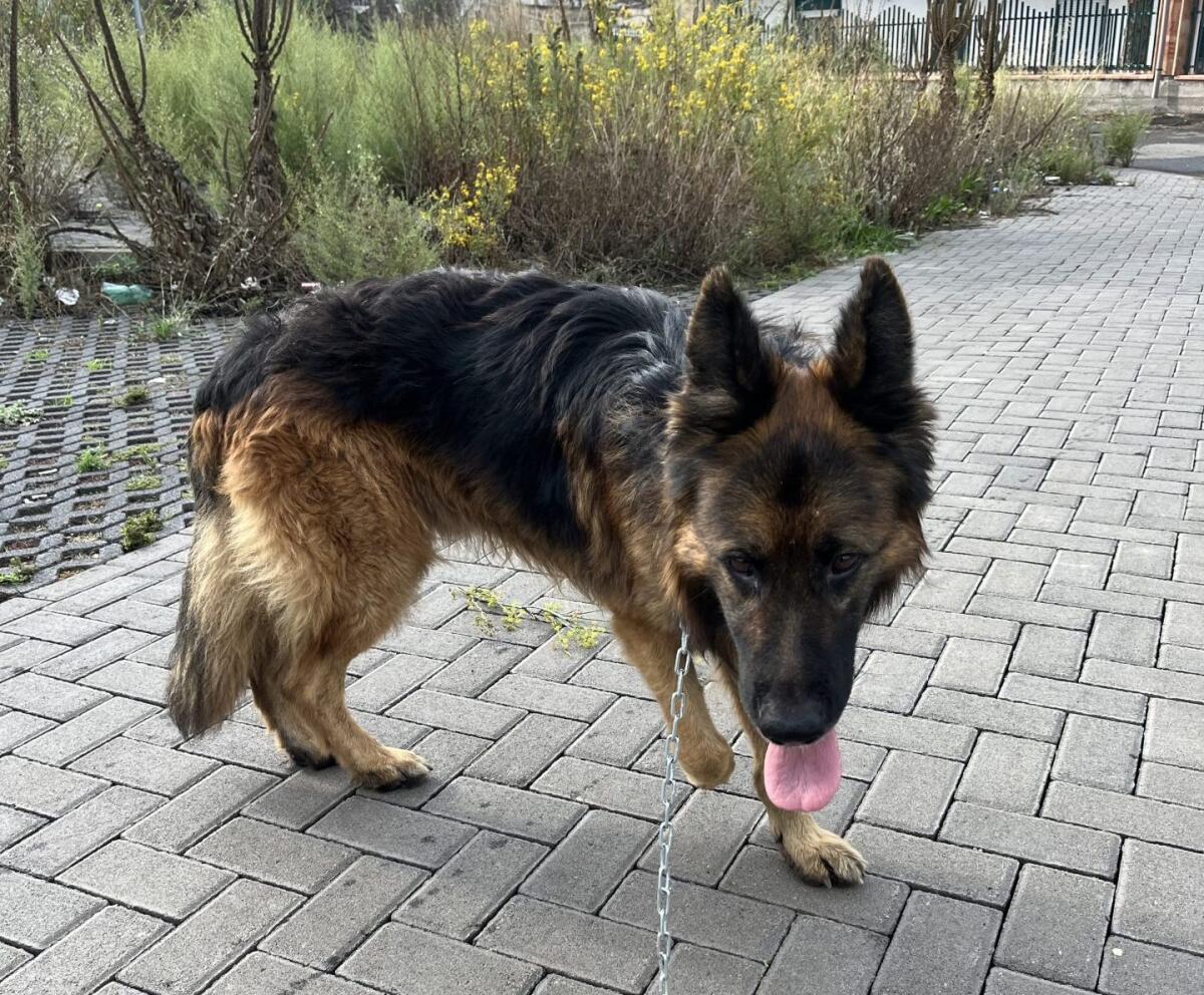 SOS ANIMALI – Trovato pastore tedesco a Paternò, zona Schettino - 