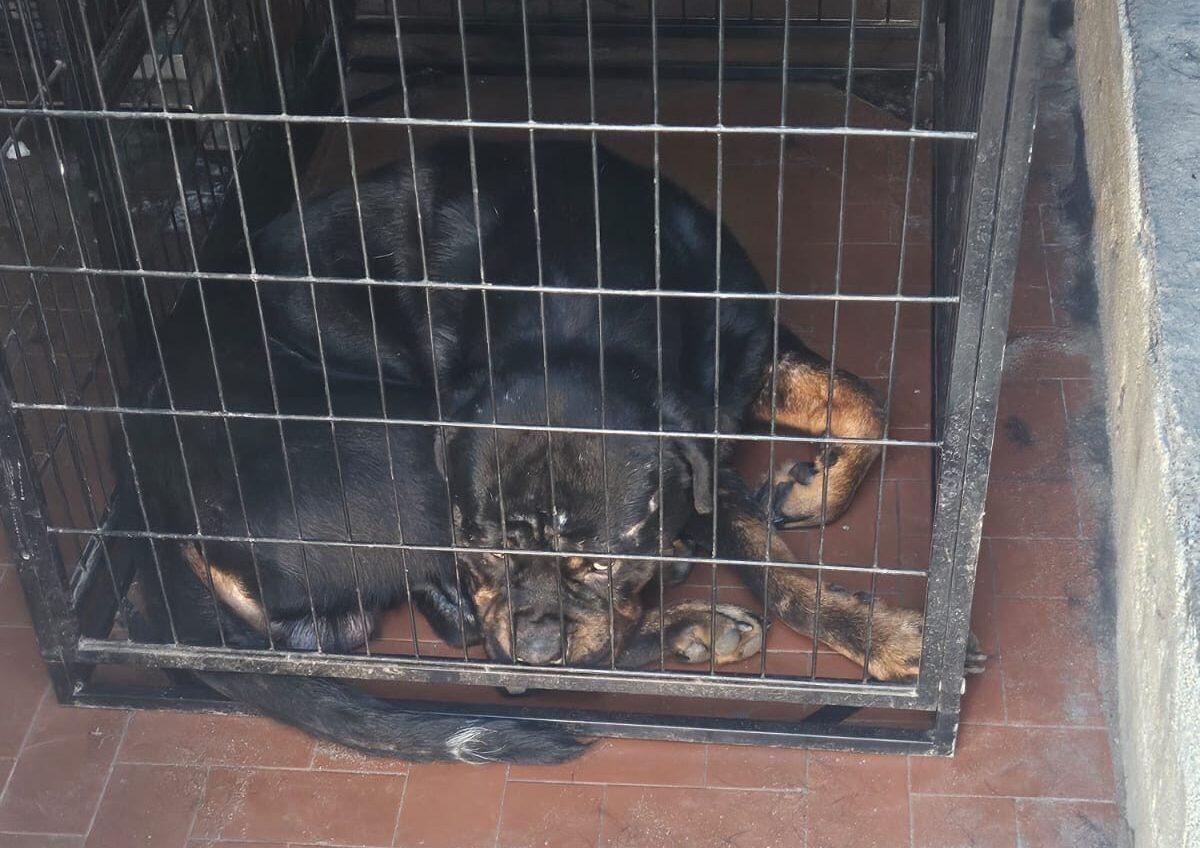 Catania, Pitbull lasciati soli in appartamento: salvati grazie a intervento congiunto di Polizia e Vigili del Fuoco - 