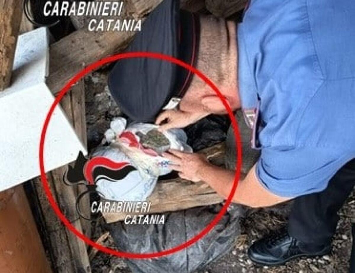 Acireale, maxi sequestro di marijuana: arrestato 27enne, oltre 8 chili nascosti in casa - 