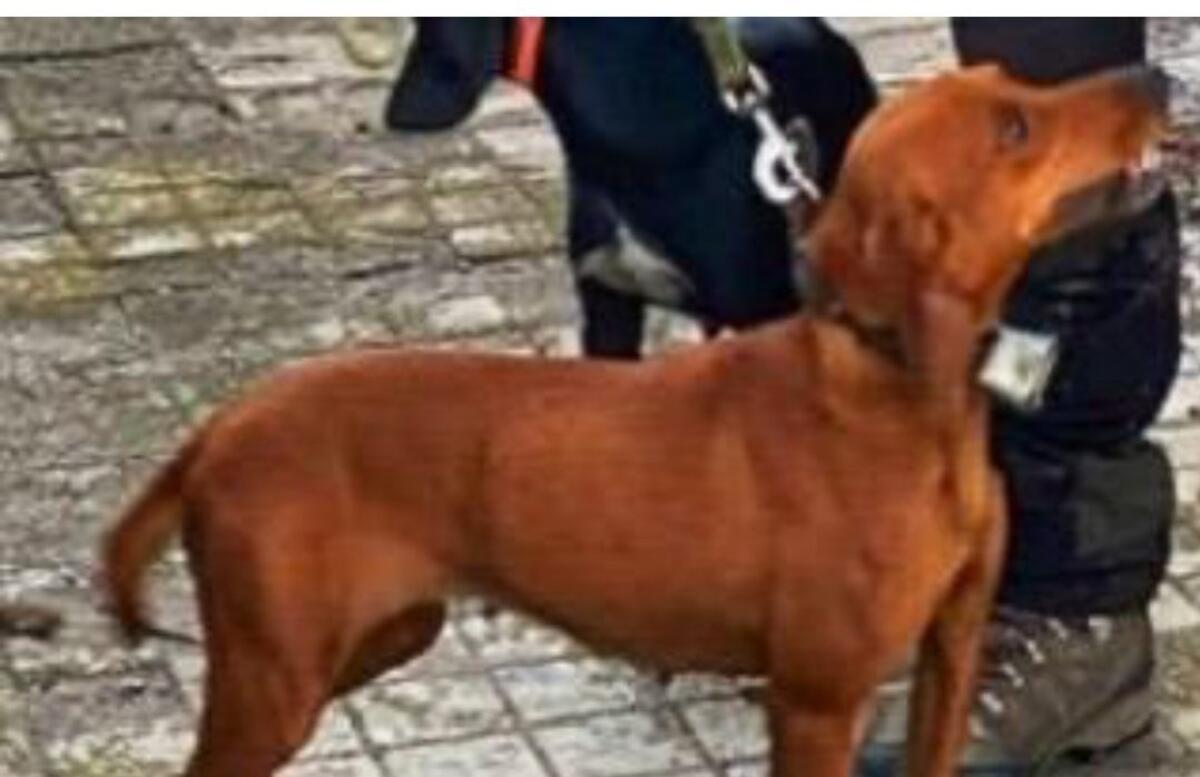 Paternò, smarrita la cagnolina “Mia” in contrada Tre Fontane: offerta ricompensa a chi la trova - 