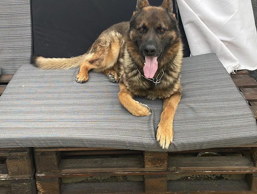 Paternò – Smarrito pastore tedesco in contrada Scalilli: si chiama Thor