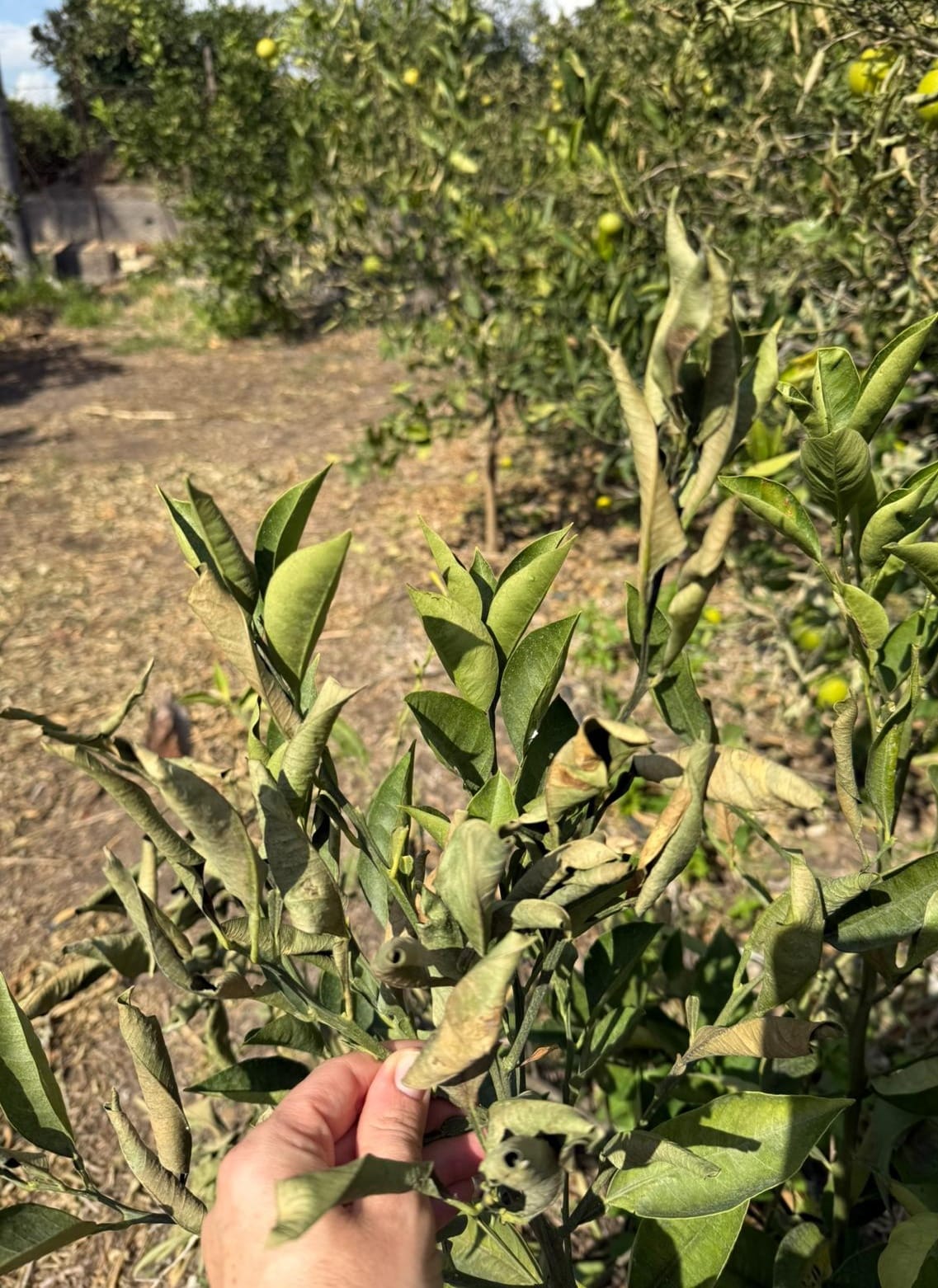 Piana di Catania, sette giorni di vento forte: danni ingenti alle colture agrumicole