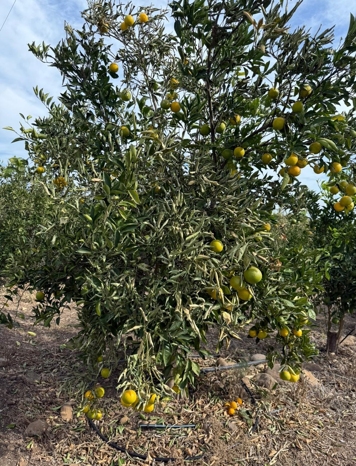 Piana di Catania, sette giorni di vento forte: danni ingenti alle colture agrumicole