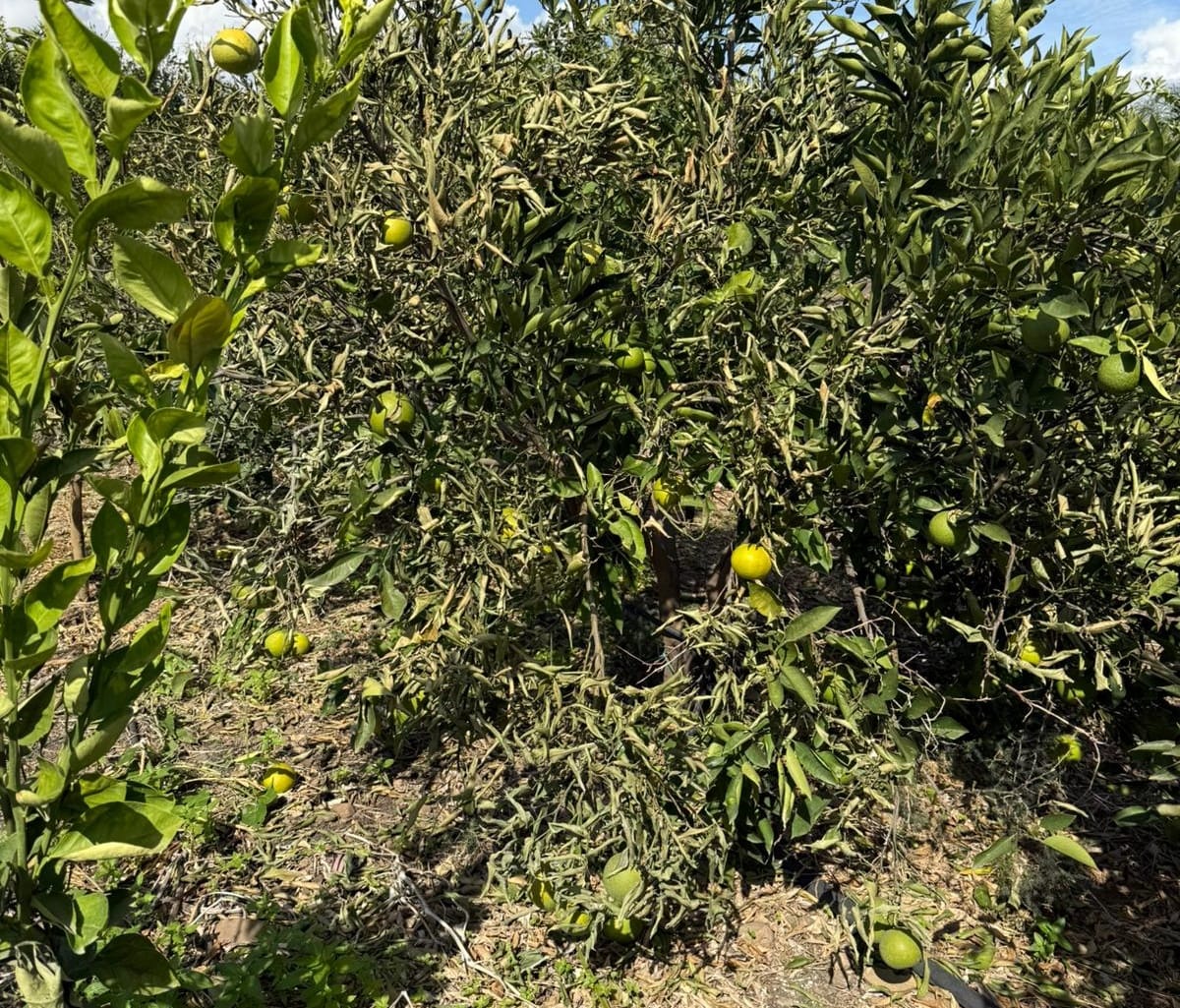 Piana di Catania, sette giorni di vento forte: danni ingenti alle colture agrumicole