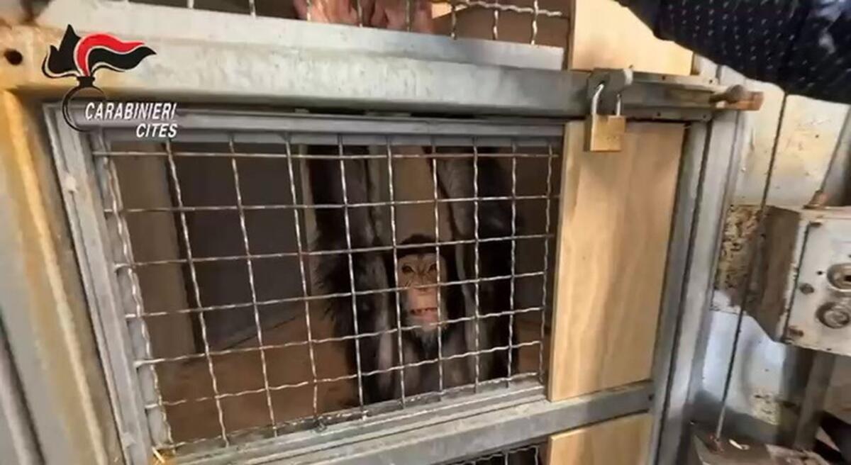 Catania, scimpanzé tenuto a catena in casa: sequestrato e proprietario denunciato - 