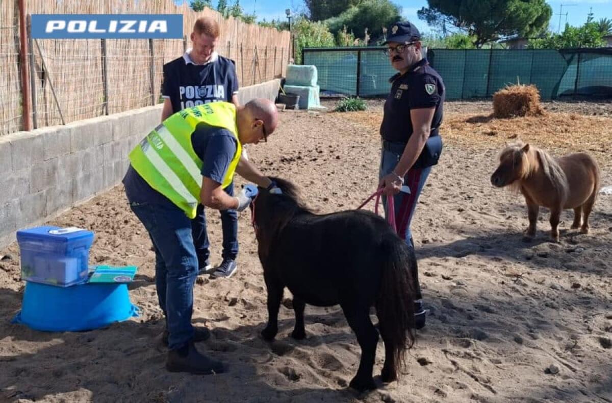 Catania, due pony salvati da condizioni terribili: ora vivranno in un maneggio tra cure e bambini - 