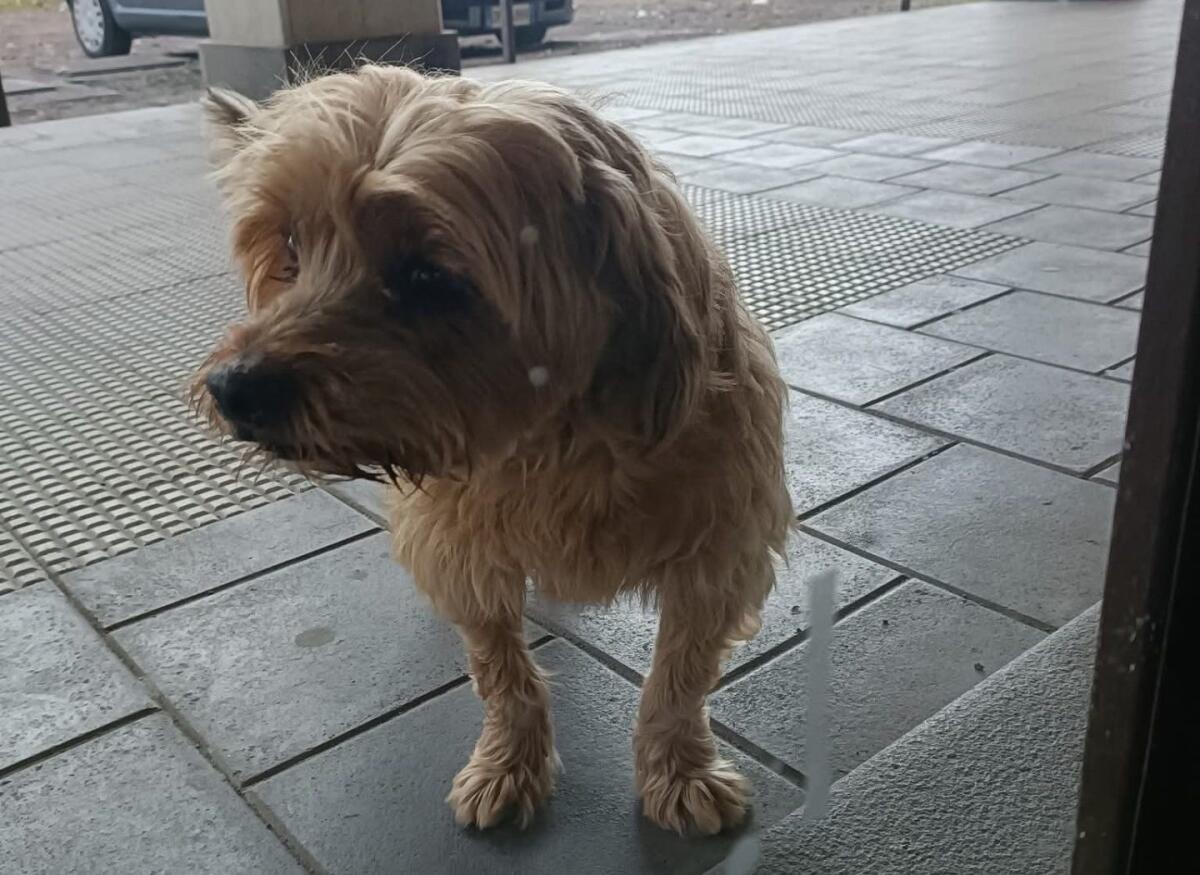 Paternò, cagnolino ritrovato al Parco Europa: consegnato alla Municipale, si cerca il proprietario - 