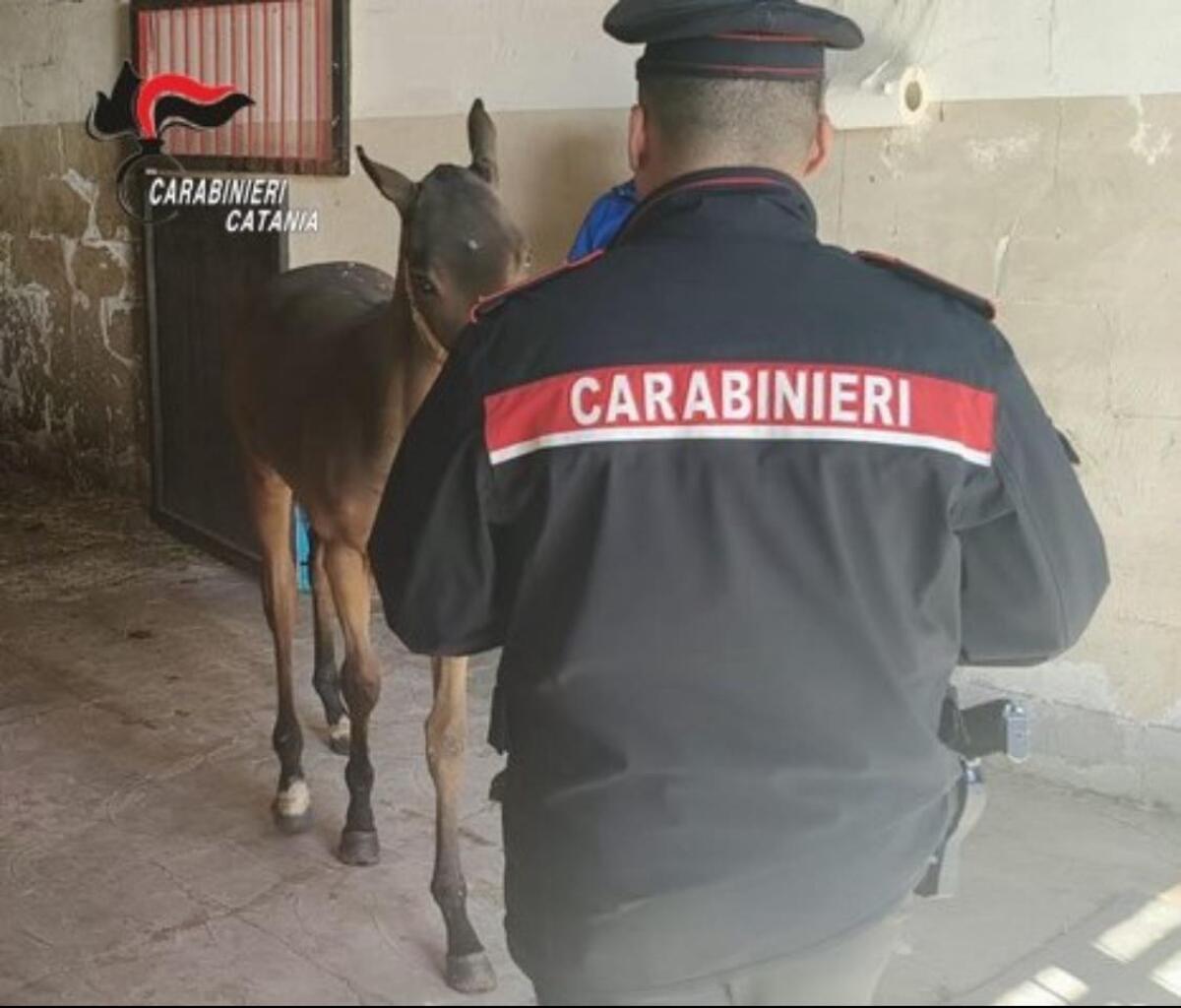 Santa Maria di Licodia, scoperto allevamento equino abusivo: cavallo sequestrato e proprietario denunciato - 