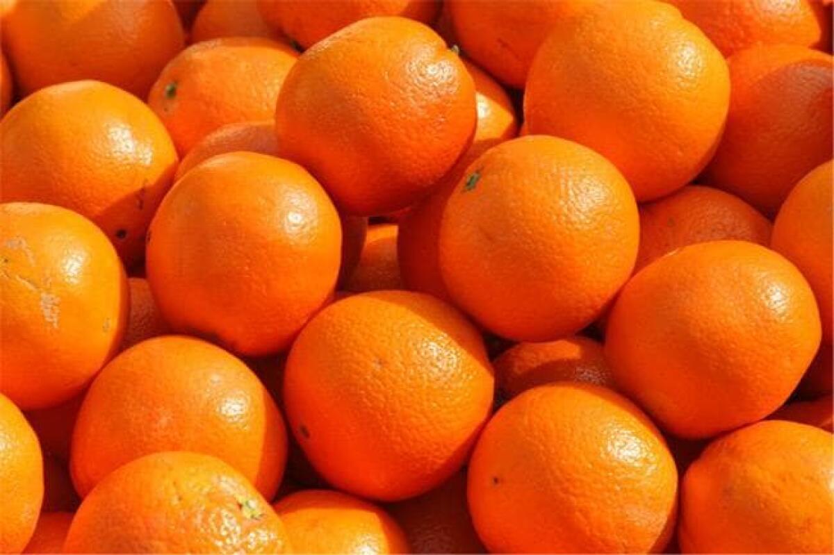 Arancia Rossa di Sicilia IGP, numeri in aumento: +8,4% la produzione - 