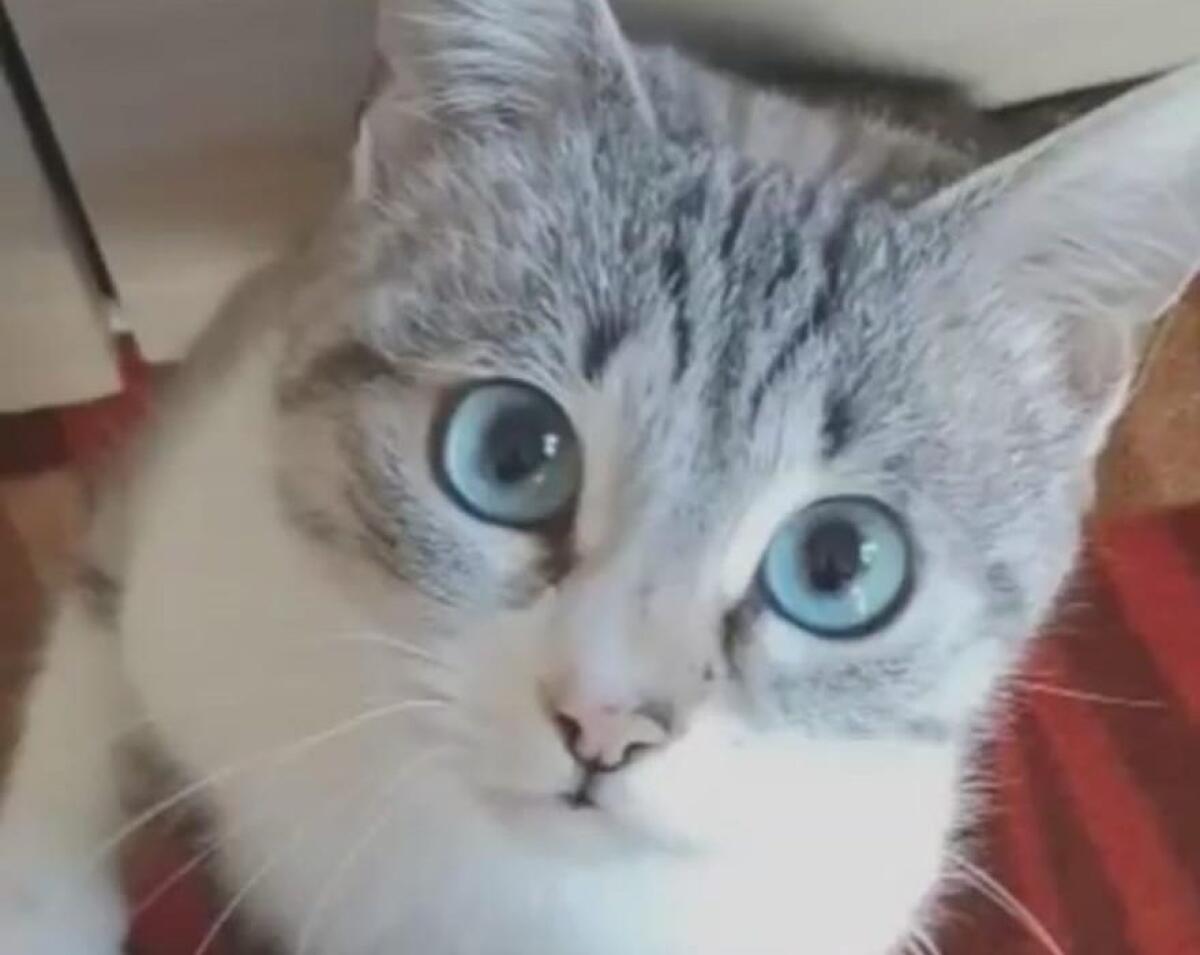 SOS ANIMALI – APPELLO: Gatto smarrito in via Arlotta, a Paternò - 