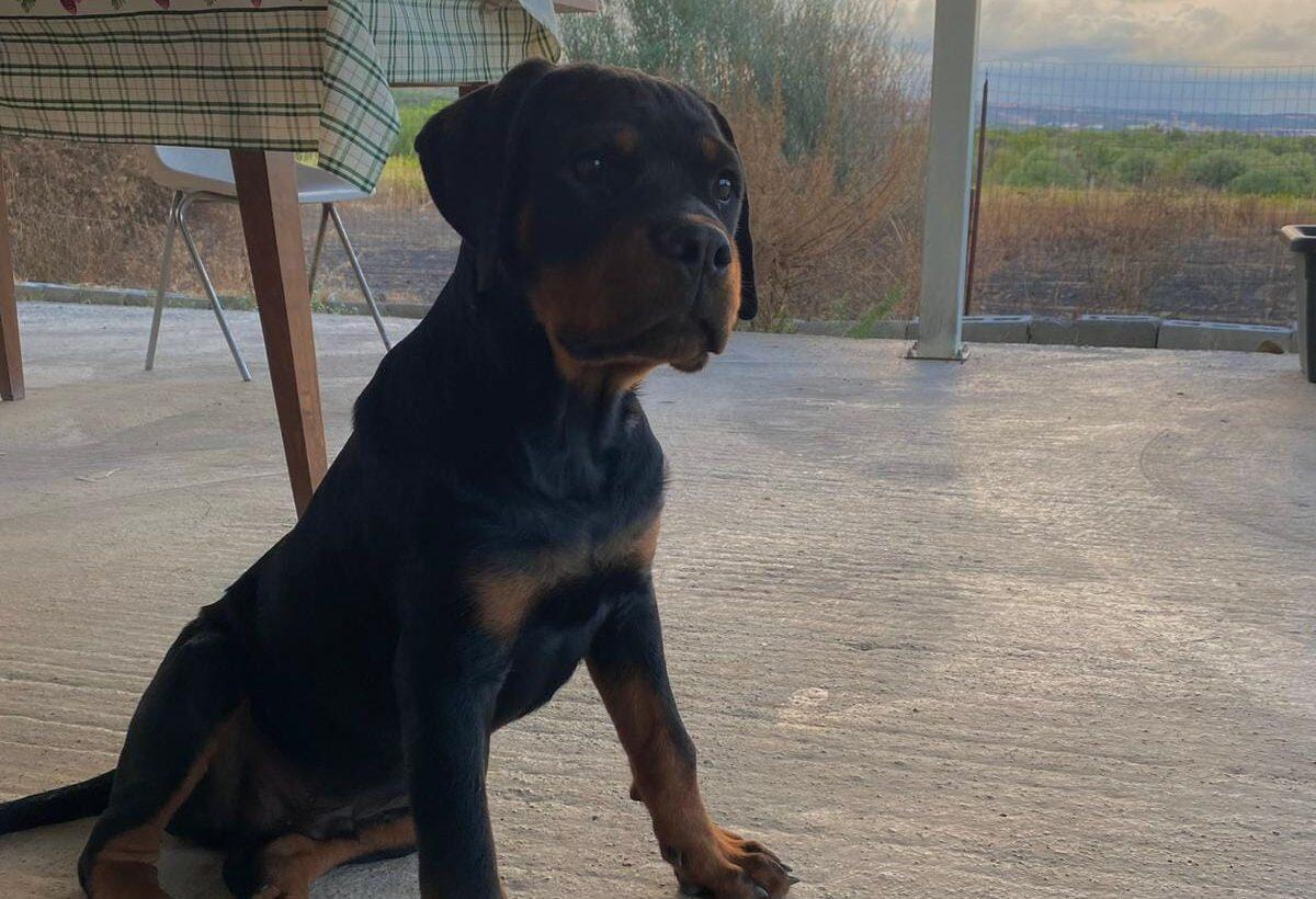 Paternò, smarrito un cucciolo di Rottweiler nella zona “Amico Fritz” lungo la S.S. 121 - 