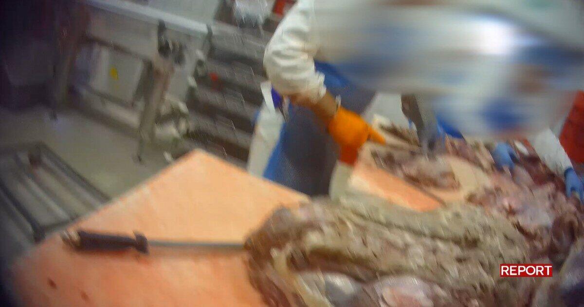 Carne scaduta “riciclata” e rimessa in vendita: l’inchiesta shock di Report scuote l’Italia - 