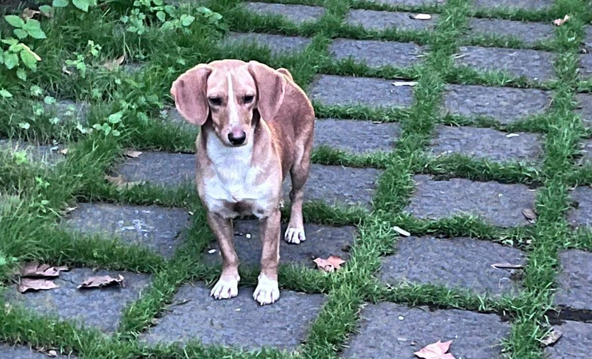 PATERNO'. Cane smarrito o abbandonato alla Villa Moncada: scatta l’appello per aiutarlo - 