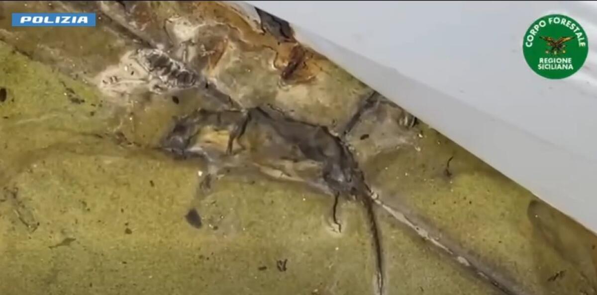 Catania, controlli della Polizia: chiuso ristorante con topi e blatte, sanzioni per lavoro nero e festa abusiva di Halloween in villa - 