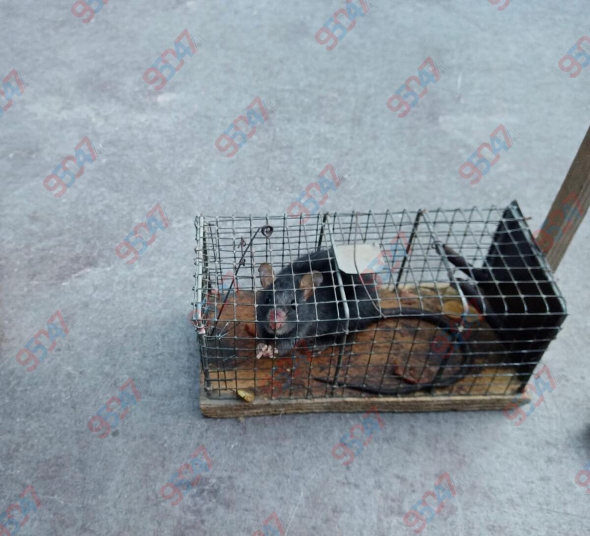 Paternò, allarme igienico in via Serbia: segnalato ratto di grosse dimensioni, residenti chiedono intervento urgente - 