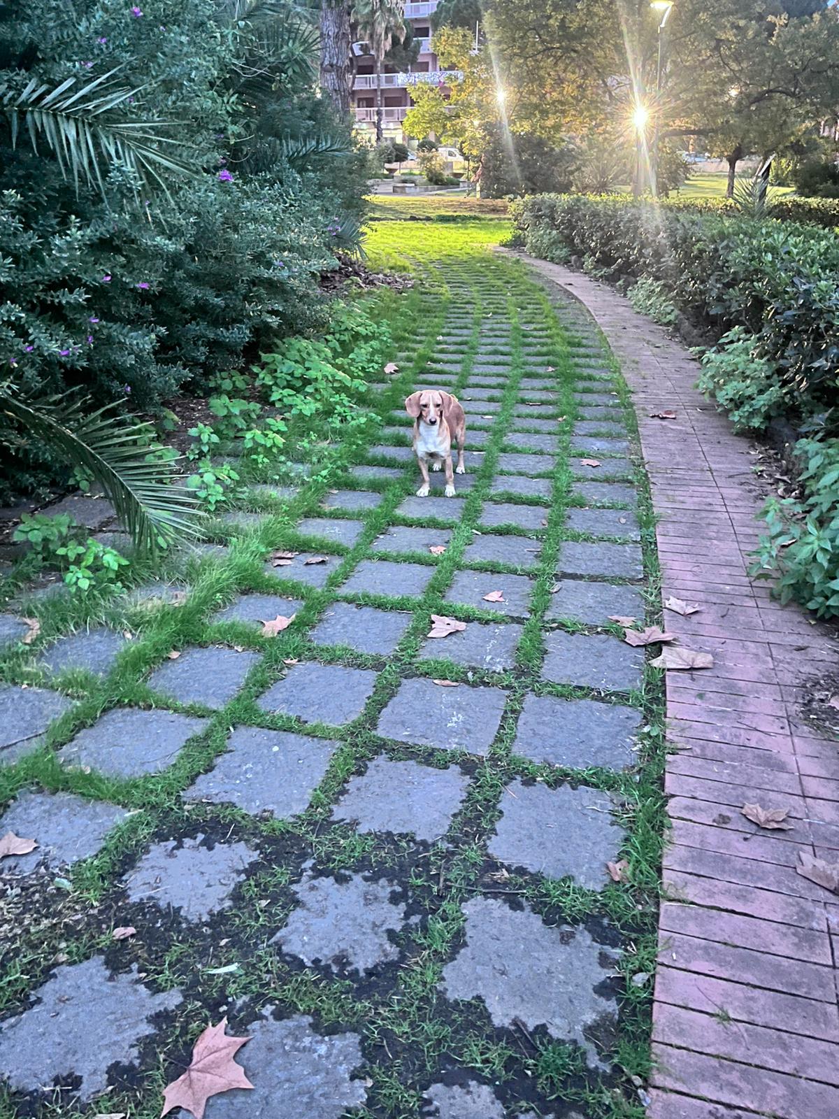 PATERNO'. Cane smarrito o abbandonato alla Villa Moncada: scatta l’appello per aiutarlo
