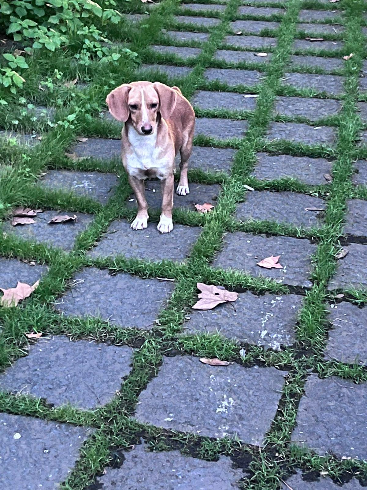 PATERNO'. Cane smarrito o abbandonato alla Villa Moncada: scatta l’appello per aiutarlo