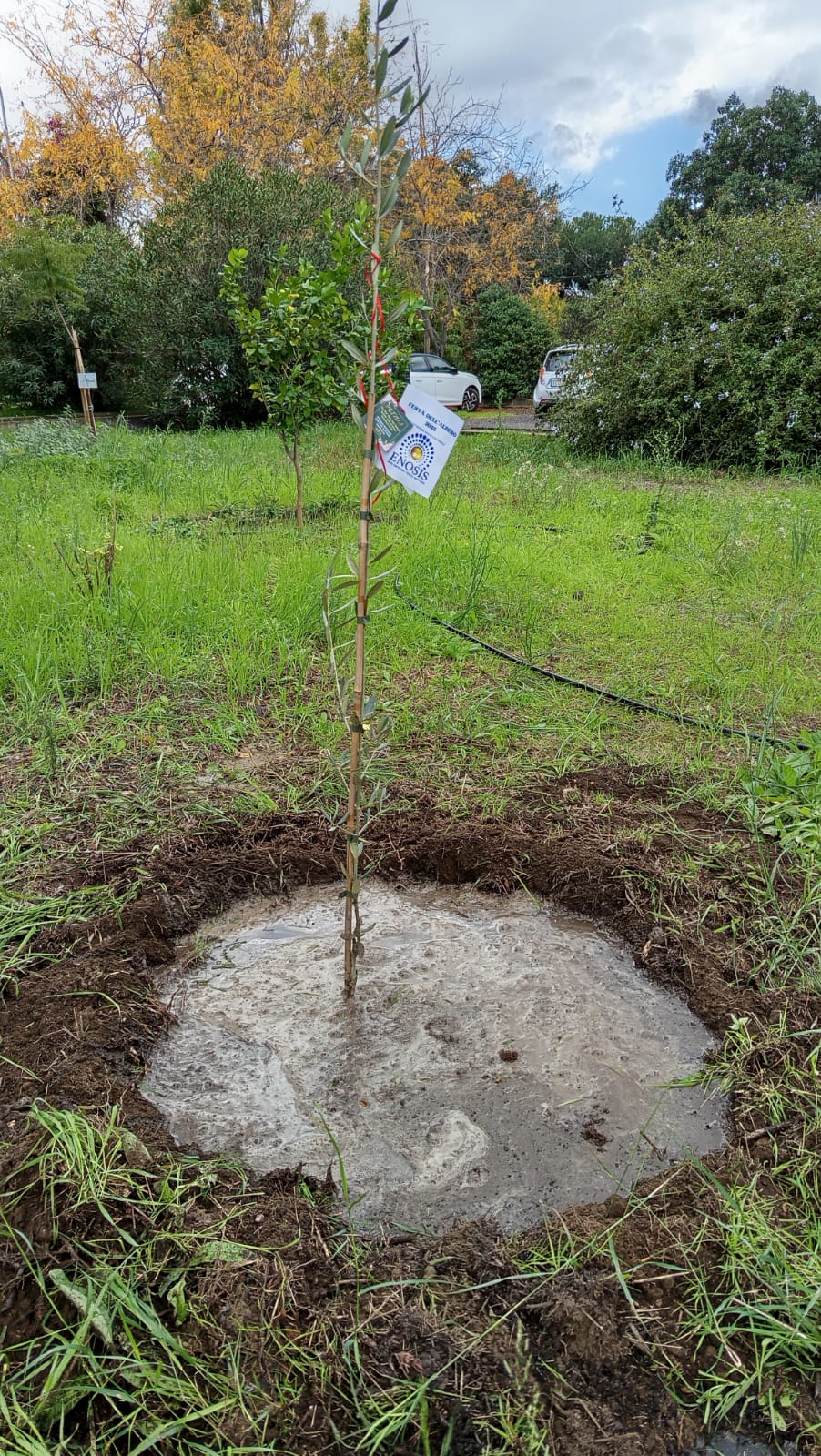 Paternò, una domenica dedicata all’ambiente e alla comunità: l’Associazione Enosis celebra la Giornata dell’Albero