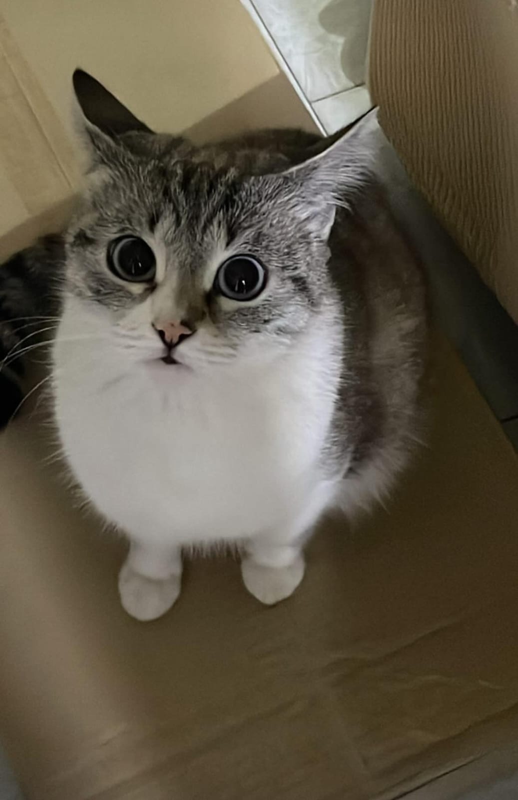 SOS ANIMALI – APPELLO: Gatto smarrito in via Arlotta, a Paternò