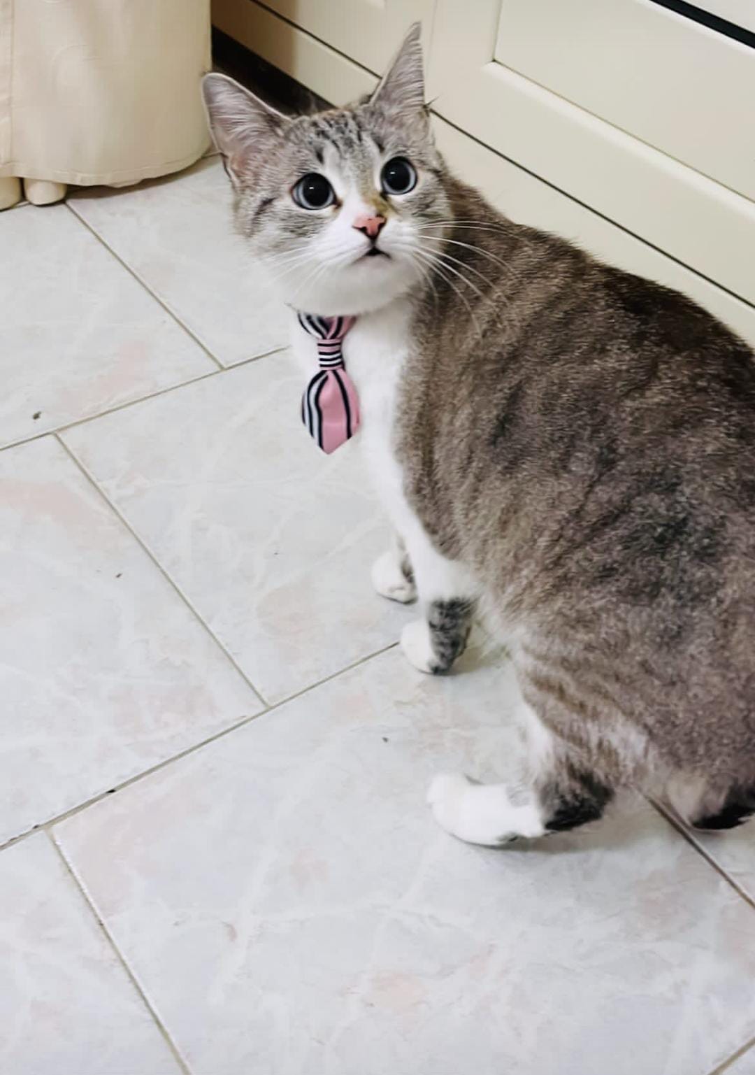 SOS ANIMALI – APPELLO: Gatto smarrito in via Arlotta, a Paternò