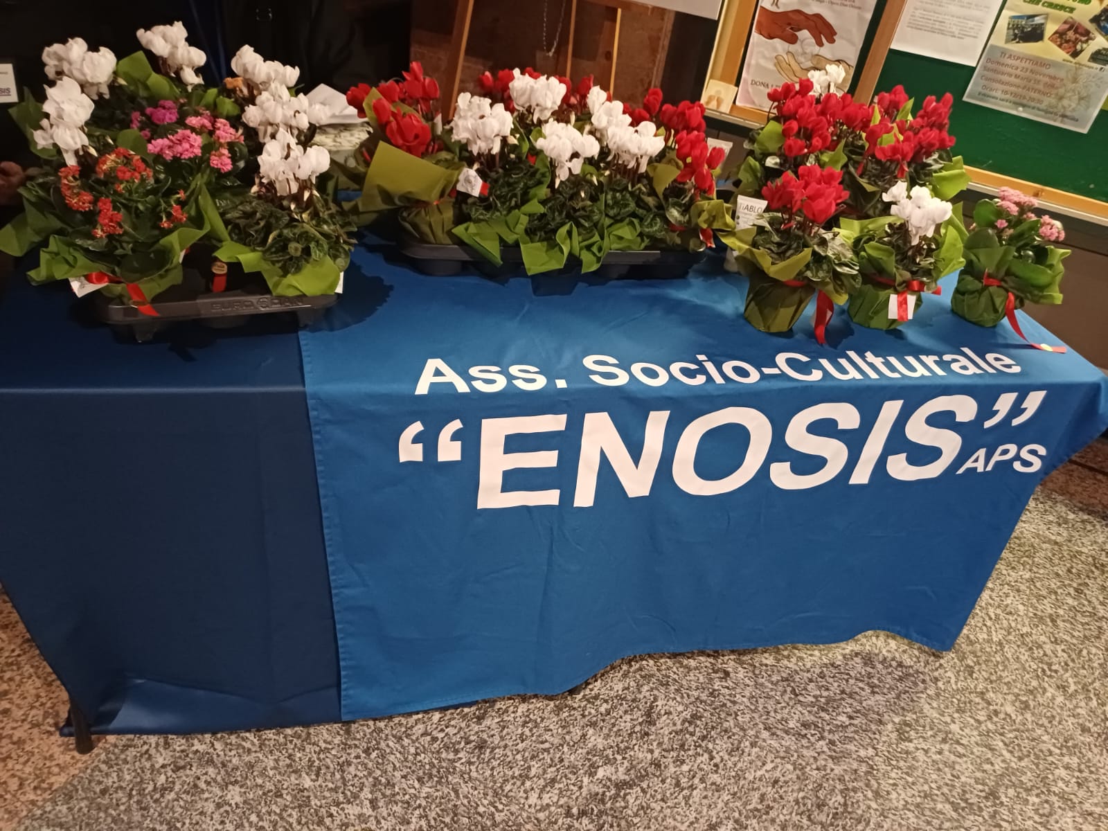 Paternò, una domenica dedicata all’ambiente e alla comunità: l’Associazione Enosis celebra la Giornata dell’Albero