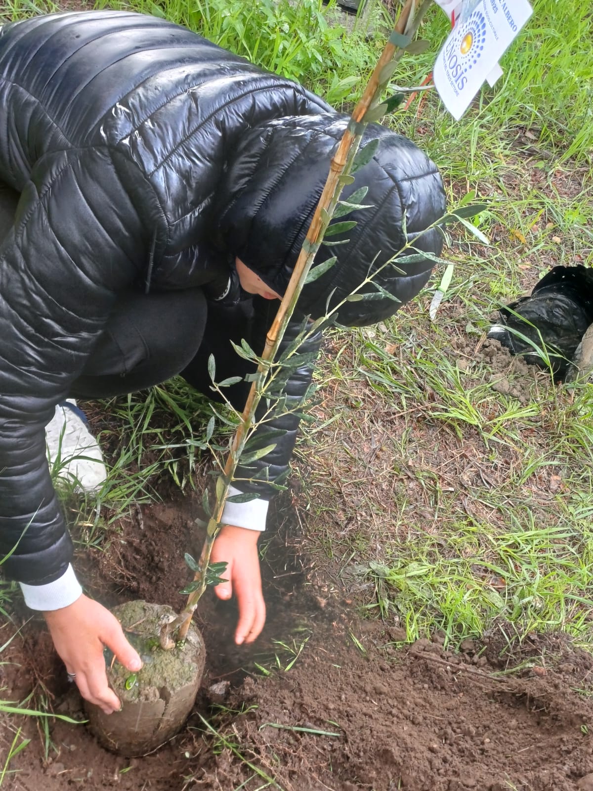 Paternò, una domenica dedicata all’ambiente e alla comunità: l’Associazione Enosis celebra la Giornata dell’Albero