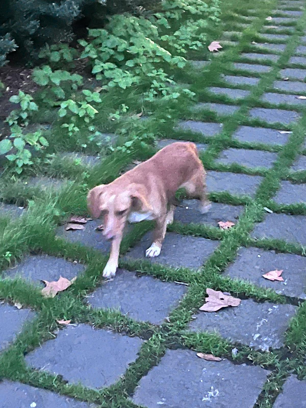 PATERNO'. Cane smarrito o abbandonato alla Villa Moncada: scatta l’appello per aiutarlo