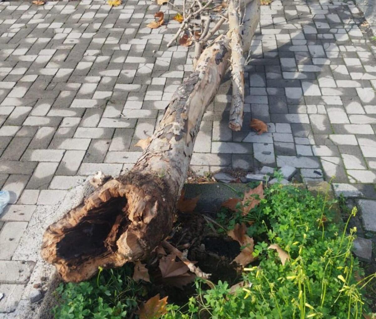 Paternò, albero cade in viale dei Platani: segnalazione dei cittadini - 