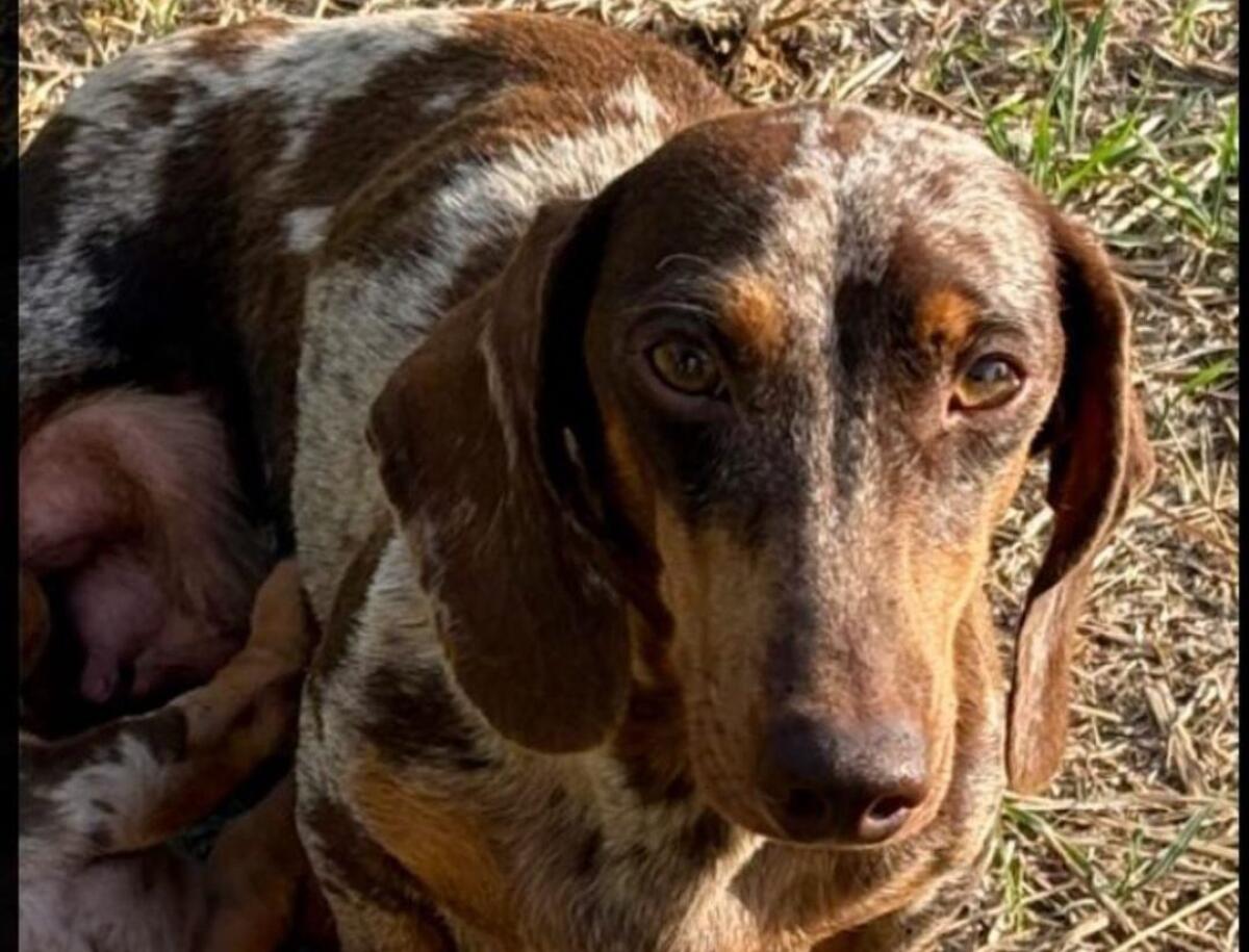 Rubrica SOS Animali, smarrita la bassotto arlecchino “Lasagna” in zona Cartiera – Paternò - 