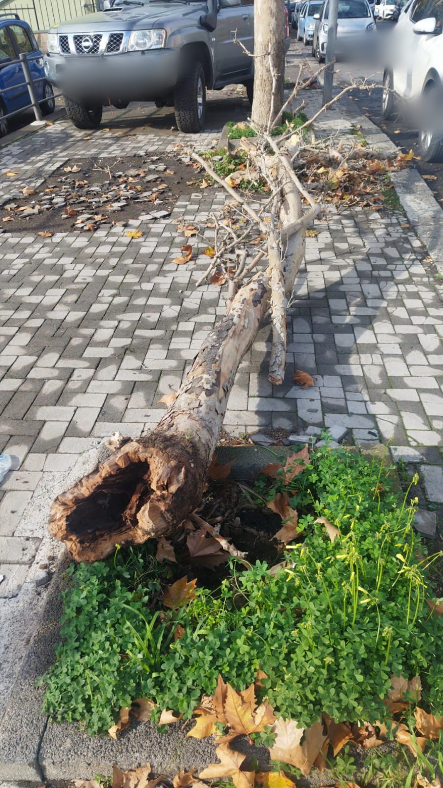 Paternò, albero cade in viale dei Platani: segnalazione dei cittadini