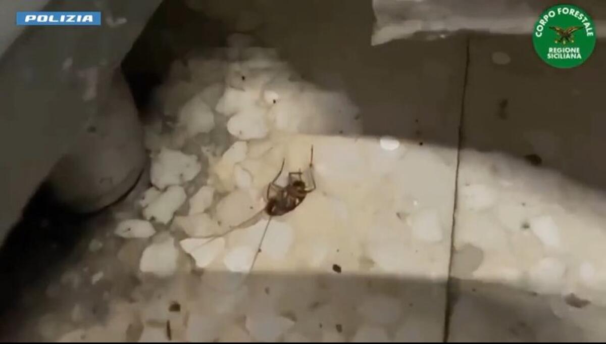 Bar da incubo a Catania: blatte e vermi nella farina, sequestrati 250 kg di prodotti scaduti - 