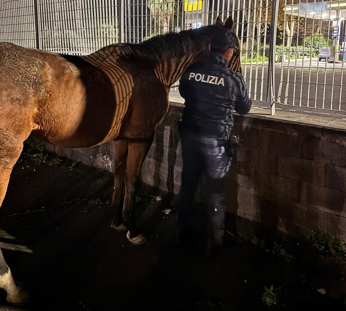 Catania, due cavalli scappano durante una passeggiata: salvati e riconsegnati ai proprietari - 