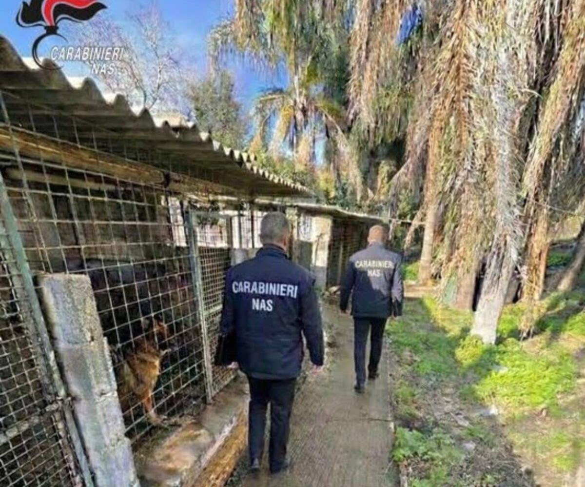 Vivevano tra cemento e scarichi irregolari: NAS sequestrano canile e 15 cani sulla costiera etnea - 