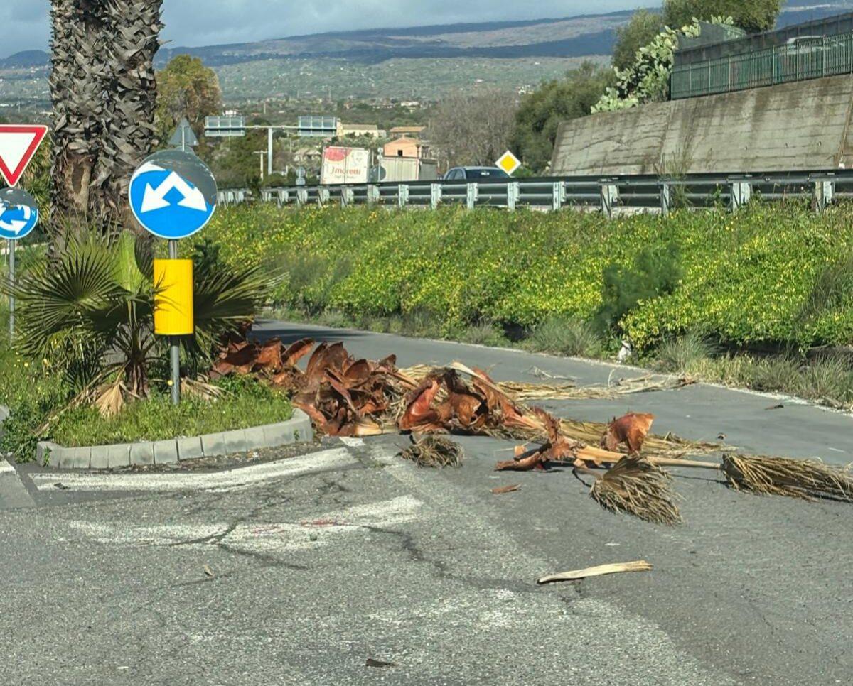 Segnalazione cittadini – Foglie di palma sull’asfalto, pericolo per la circolazione a Paternò - 