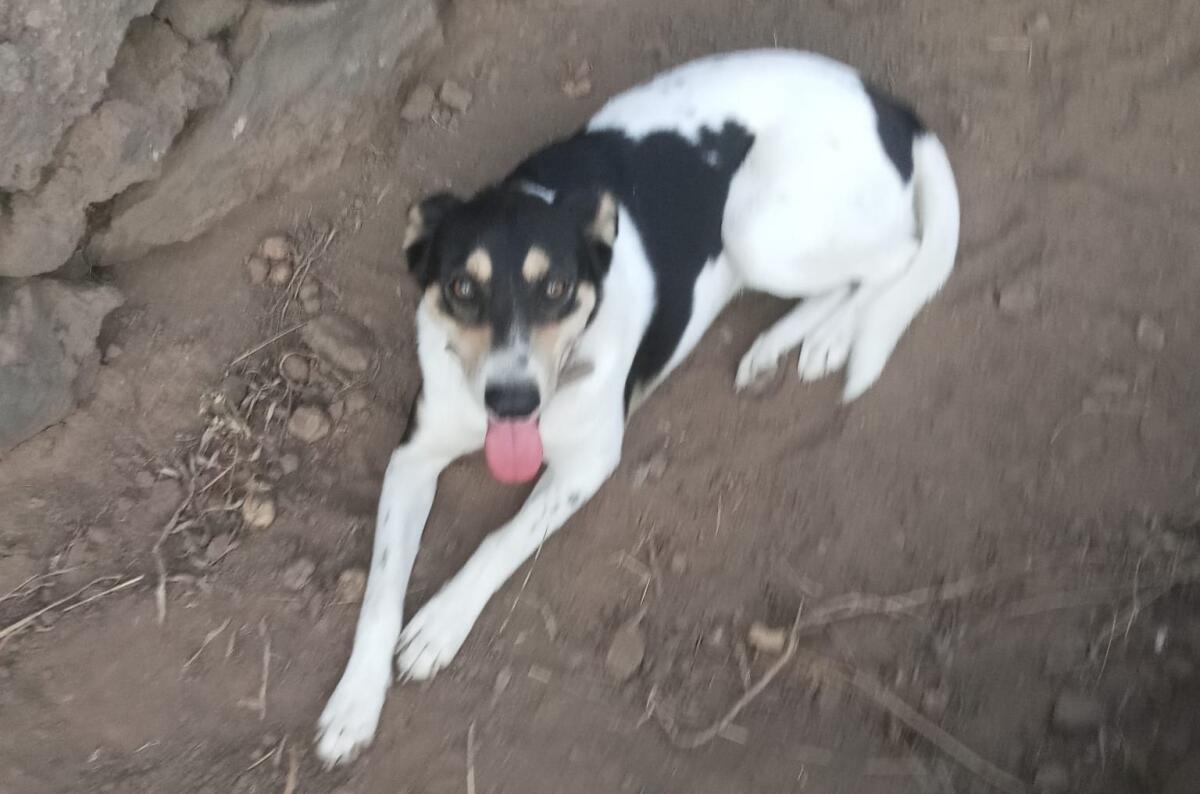 Cane smarrito tra Paternò e Ragalna: probabilmente spaventata dai botti di Capodanno - 