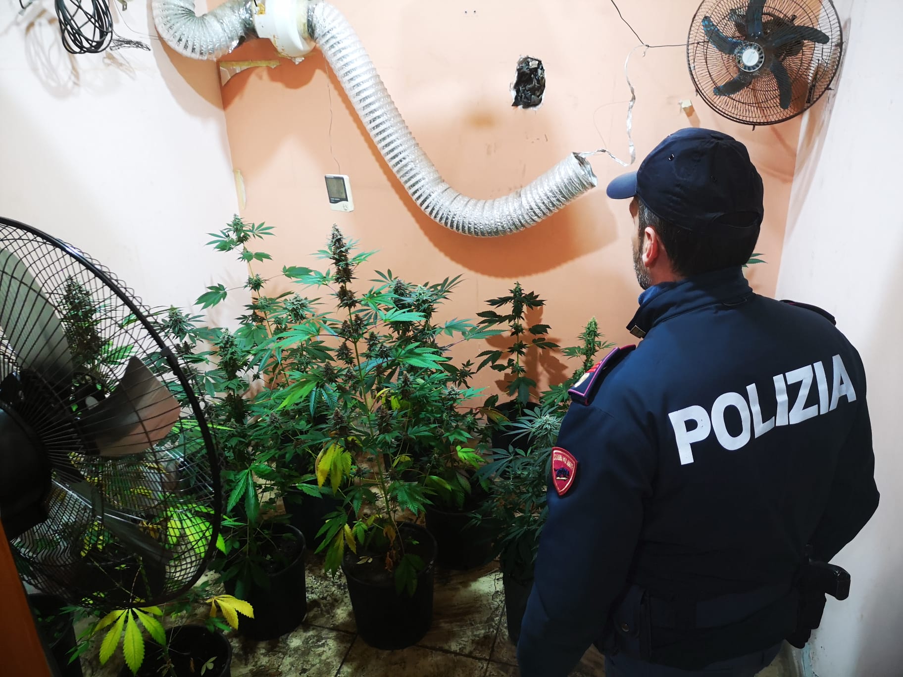 Adrano, 21 piante di marijuana coltivate in casa: in manette un 61enne