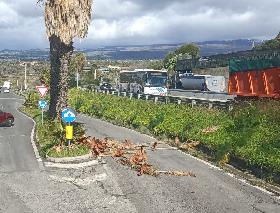 Segnalazione cittadini – Foglie di palma sull’asfalto, pericolo per la circolazione a Paternò