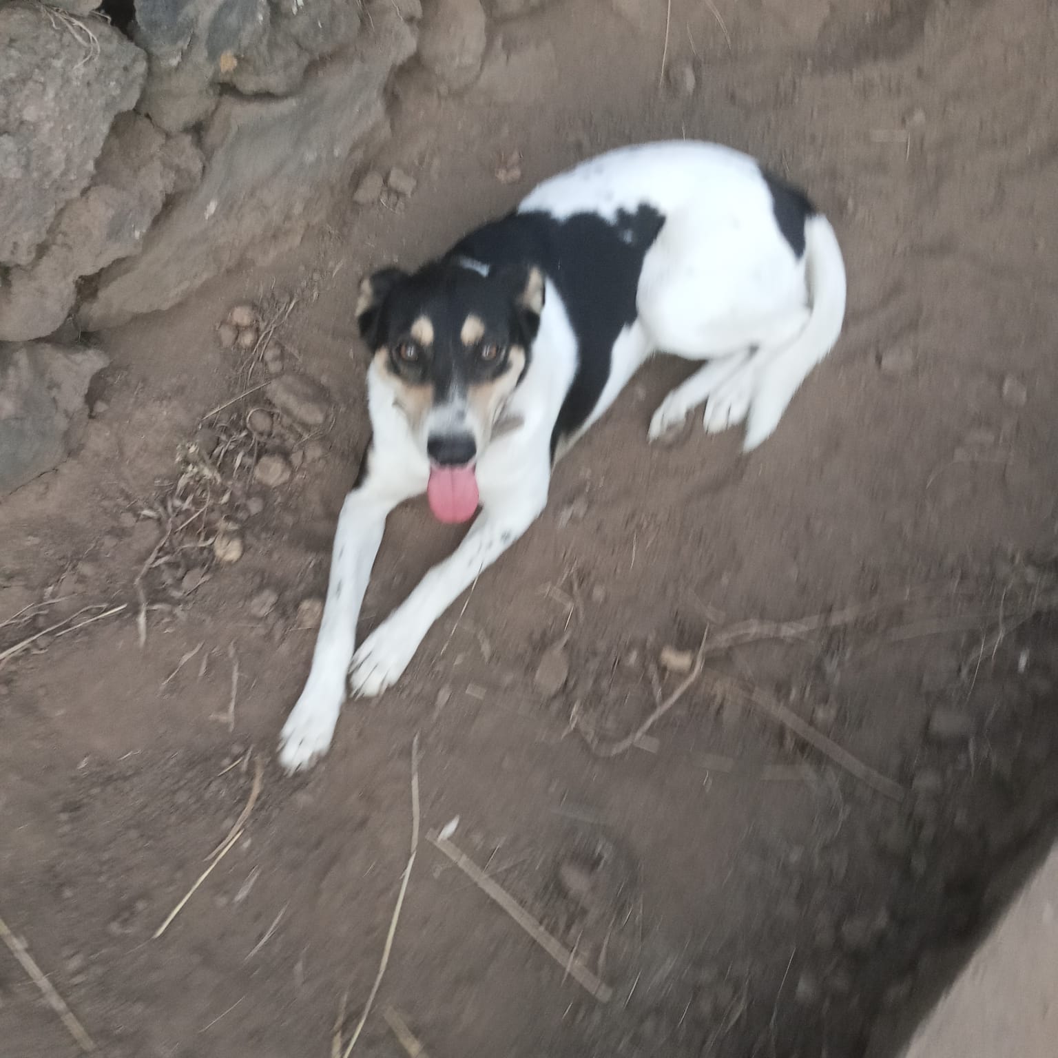 Cane smarrito tra Paternò e Ragalna: probabilmente spaventata dai botti di Capodanno