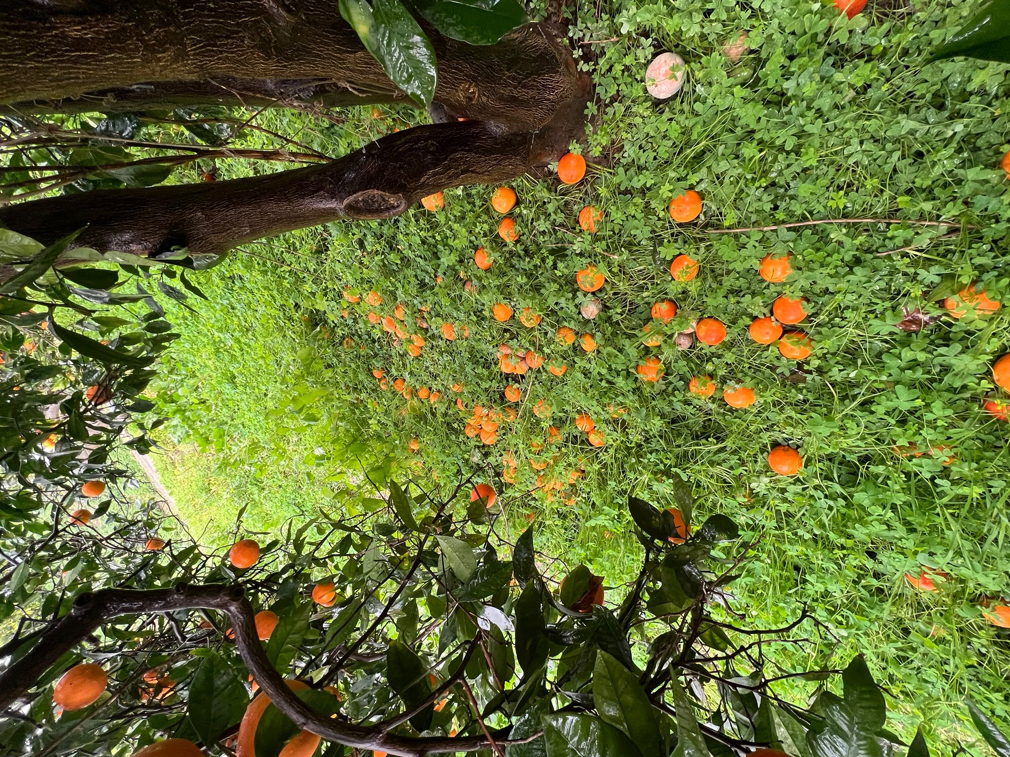 Vento e piogge senza tregua, raccolti distrutti: “Si rischia una nuova emergenza”